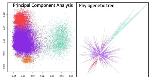 Classification of alpha satellite DNA from cercopithecus pogonias ©Loic.Ponger