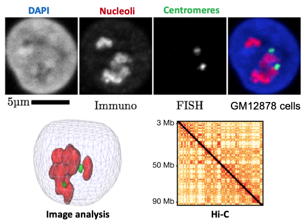 Experimental approaches for studying the 3D organization of genomes ©C.Escudé