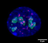 Structure du noyau cellulaire avec les nucléoles (vert) et les centromères (rouge)