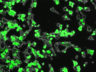 HEK293_GFP_tacgene_©alice.brion