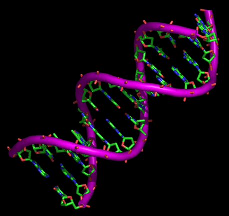 Transformation de l'ADN