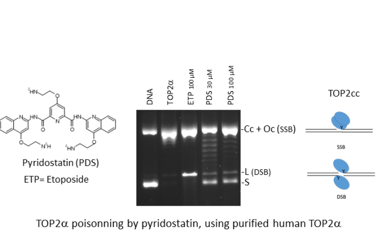 La pyridostatine est un "poison" de l'ADN topoisomérase IIalpha