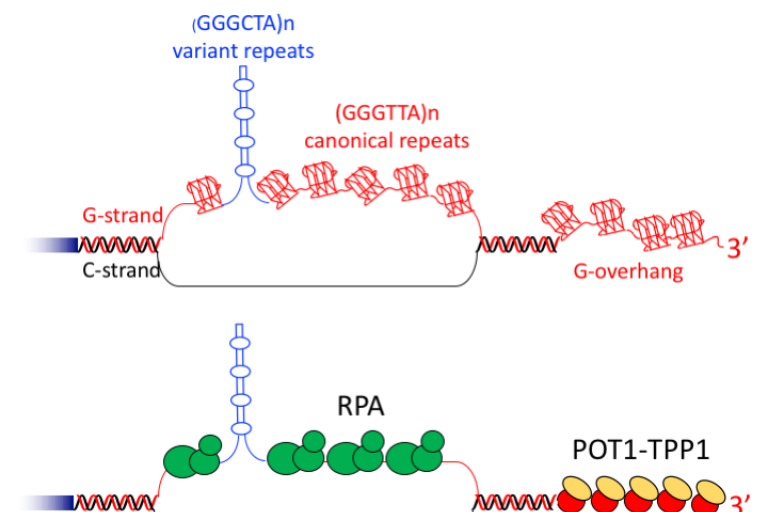 G-quadruplexes aux télomères et leur interaction avec les protéines de liaison à l'ADN simple-brin RPA et POT1-TPP1©P.Alberti