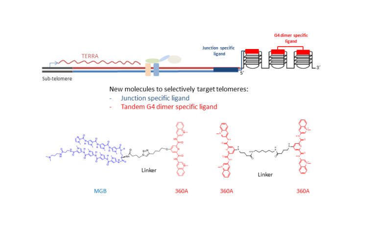 New molecules specifically targeting telomeres