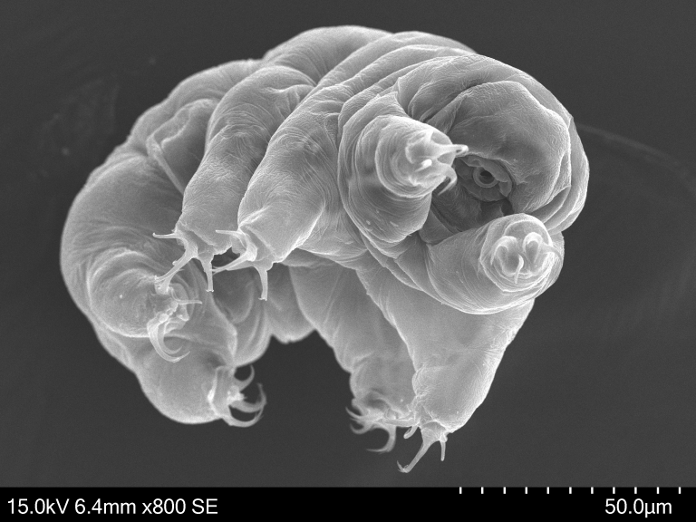 Acutunctus antarcticus. ©E.Delagoutte