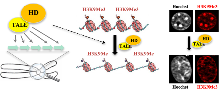 Tale mediated targeting of a histone demethylase to pericentromeric heterochromatin in mouse cells ©Judith_Lopes